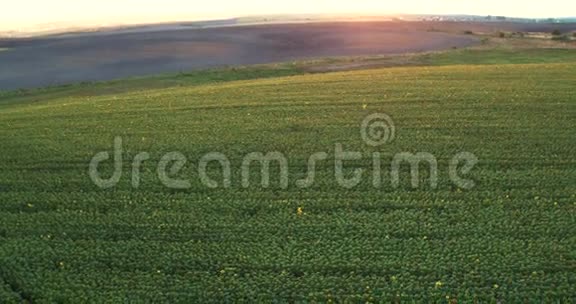 在金色夕阳下的一片向日葵的田野上鸟瞰全景视频的预览图