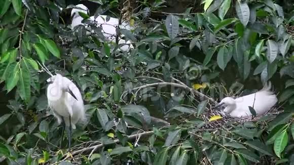 4K白鸟白鹭加泽塔筑巢春天小白鹭照顾小窝视频的预览图