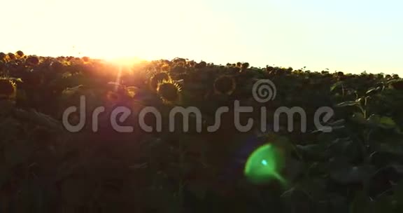 背景太阳落山的向日葵视频的预览图