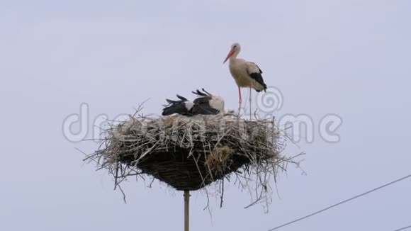 鹳鸟一家正坐在天空背景的高压电线支柱上的巢里视频的预览图