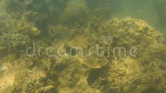 海底和海底的珊瑚礁视频的预览图