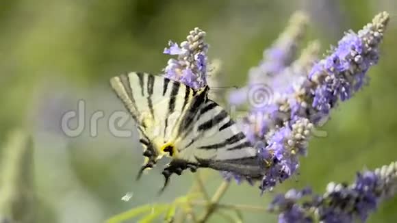 美丽的燕尾帕皮里奥马肯蝴蝶吸花蜜视频的预览图