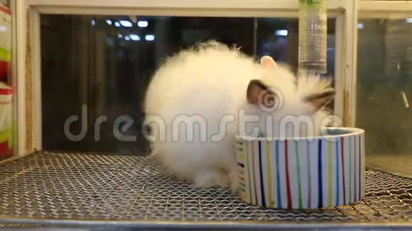 白可爱的兔子在吃东西视频的预览图