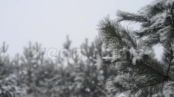 落在松枝上的雪落在松枝上的雪花圣诞节背景新年视频的预览图