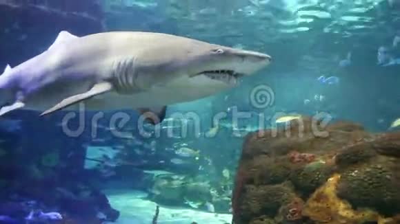 在水族馆游泳的鲨鱼视频的预览图