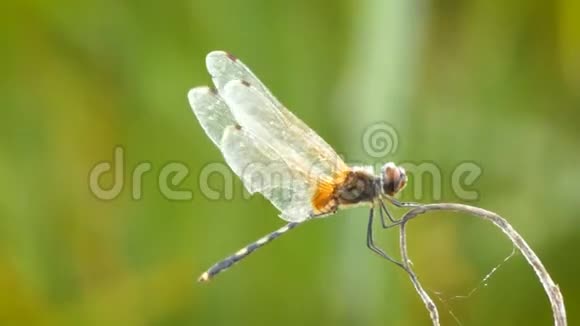 4亚洲热带地区大自然中近射蜻蜓飞虫视频的预览图