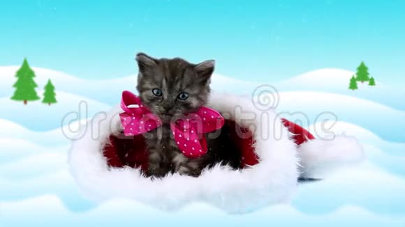 带着文字的圣诞贺卡小猫带着粉红色的蝴蝶结四处张望视频的预览图
