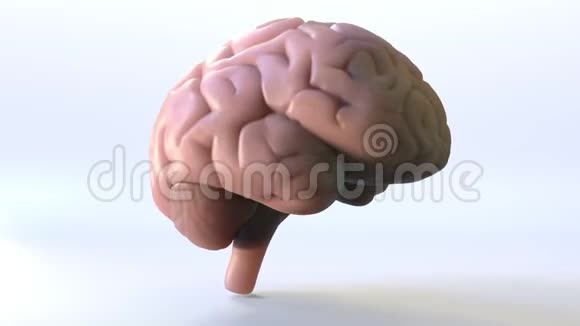 旋转人脑视频的预览图