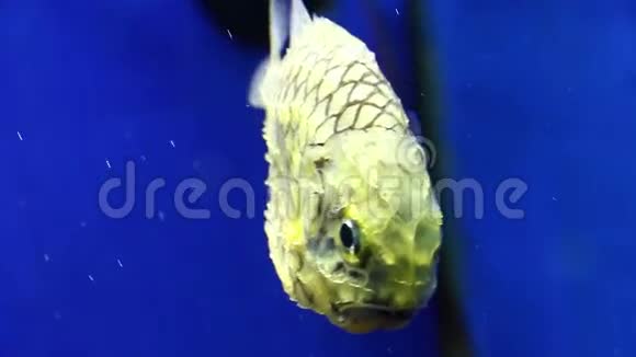 皮涅酮鱼在水下游泳视频的预览图