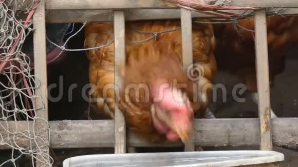 4在农村农场吃鸡肉视频的预览图
