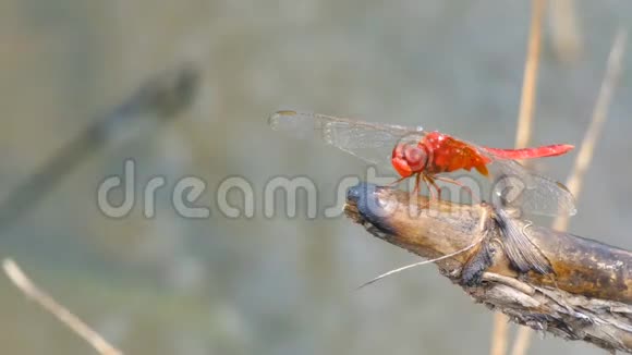 4亚洲热带地区大自然中近射蜻蜓飞虫视频的预览图