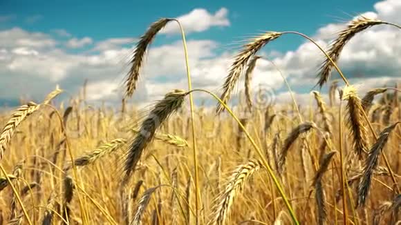 准备收割的金黄色成熟小麦夏天晴天视频的预览图