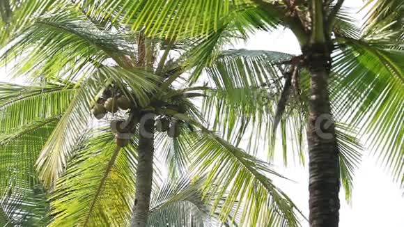 棕榈树上的椰子视频的预览图