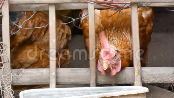 4在农村农场吃鸡肉视频的预览图