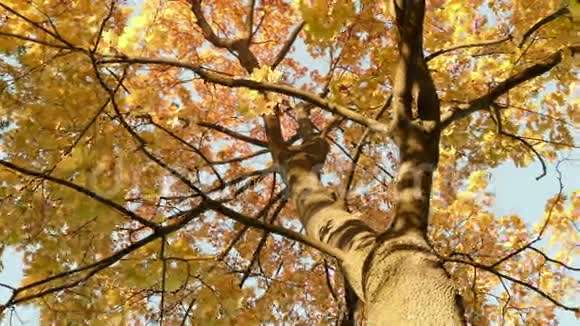 五颜六色的枫冠秋天的白天光滑的娃娃射击视频的预览图