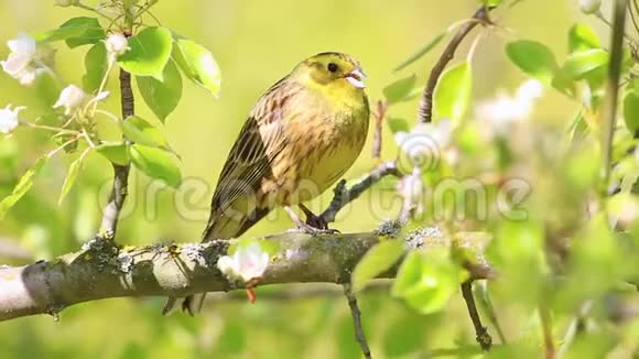 美丽的黄鸟唱着美丽的春歌视频的预览图