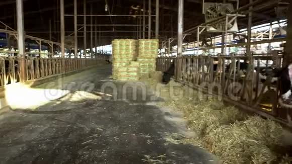 4K奶牛场谷仓里的牛荷斯坦奶牛喂养农业产业视频的预览图