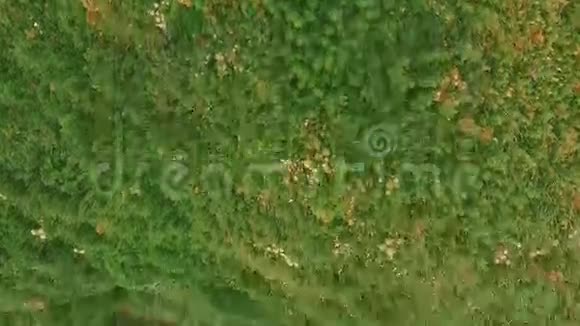 空中观景台出色的空中飞行海鸥在水底飞翔直升机飞过悬崖视频的预览图