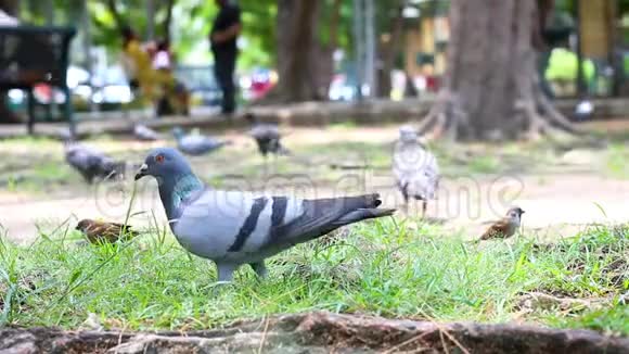鸽子鸟在大自然的地面上行走周围的声音视频的预览图