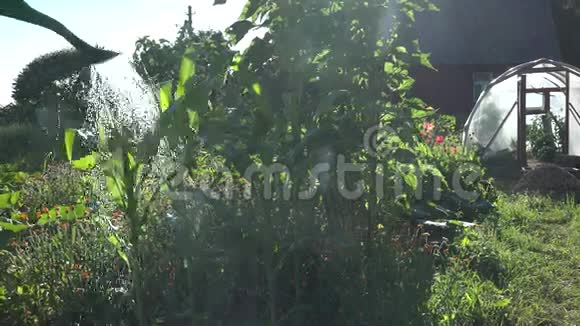 农村妇女用浇水的特写镜头可以给花园里的玉米植株浇水4K视频的预览图