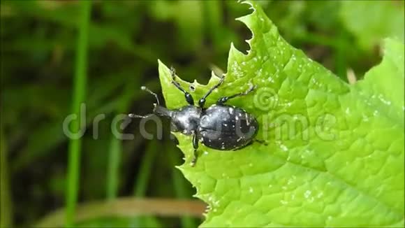 黑甲虫爬一片叶子视频的预览图