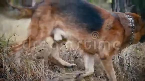 在秋天的森林里散步的一只狗雄德牧羊犬用它的棍子慢动作玩耍视频的预览图