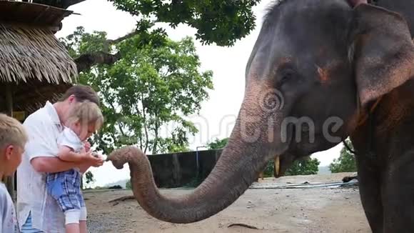 菲律宾泰国家人抚摸大象并喂他香蕉视频的预览图