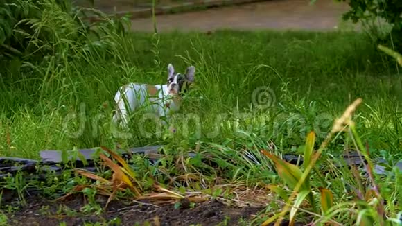 日落时分法国斗牛犬小狗在公园里玩耍慢动作视频的预览图