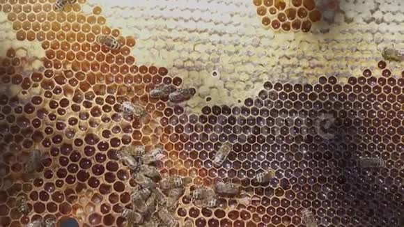 蜜蜂蜂窝与蜂蜜和佩加视频的预览图