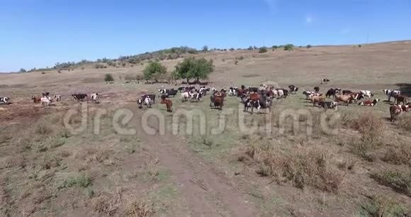 奶牛在农场里放牧的奶牛视频的预览图