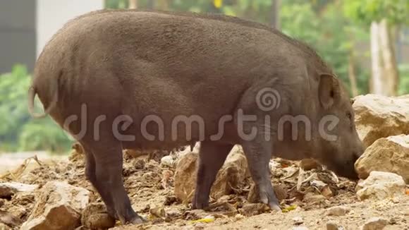 特写镜头寻找吃的黑公猪用鼻子堵住了土壤视频的预览图