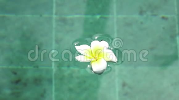 热带休息的象征漂浮在水池中的花水疗池巴厘岛印度尼西亚和平视频的预览图