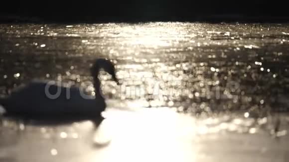 天鹅在湖上过冬视频的预览图