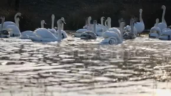 天鹅在湖上过冬视频的预览图