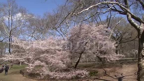 纽约中心公园潘春天视频的预览图