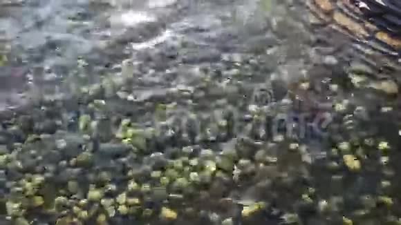 美丽的鱼在池塘里游泳视频的预览图