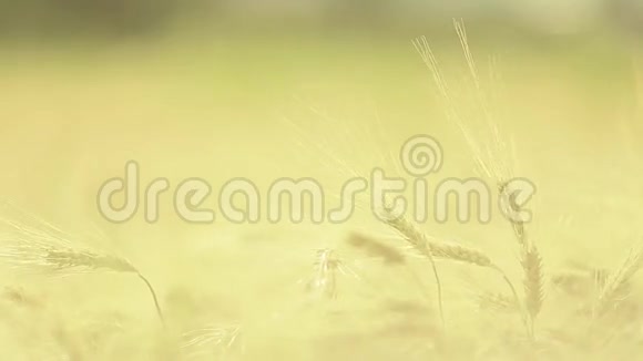 日落时的麦秆视频的预览图