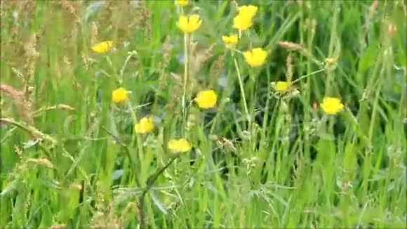 黄色野生花牛油和草视频的预览图