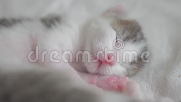 小可爱的新生小猫睡在床上小猫在梦中辗转反侧地嗅着生活方式视频的预览图