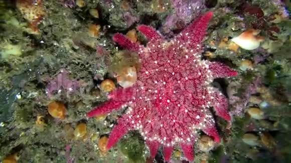巴伦支海海底的红色棘皮动物视频的预览图