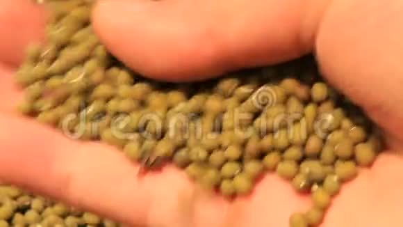 双手捧着绿豆种子视频的预览图