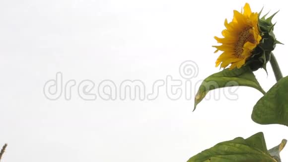 白色背景下一朵向日葵在微风中摇曳的视频视频的预览图