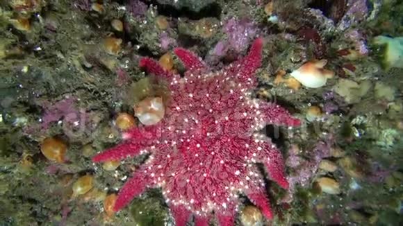巴伦支海海底的红色棘皮动物视频的预览图