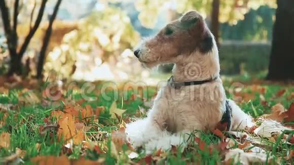 狐狸梗玩棒坐在黄色的秋草视频的预览图
