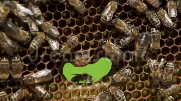 许多蜜蜂用蜂蜜慢速工作在蜂窝中视频的预览图