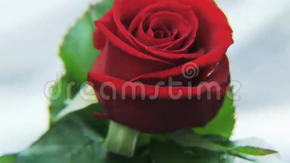 红玫瑰在银色的背景上旋转视频的预览图