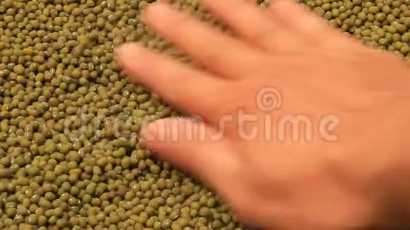 双手捧着绿豆种子视频的预览图