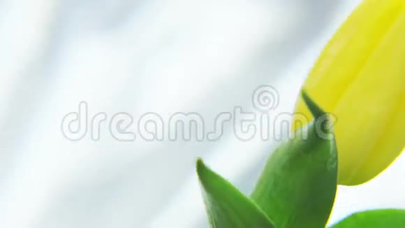 黄色郁金香在银色背景上旋转视频的预览图