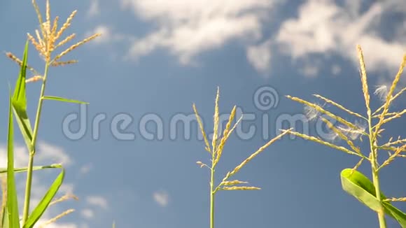 年轻的玉米顶对着天空视频的预览图