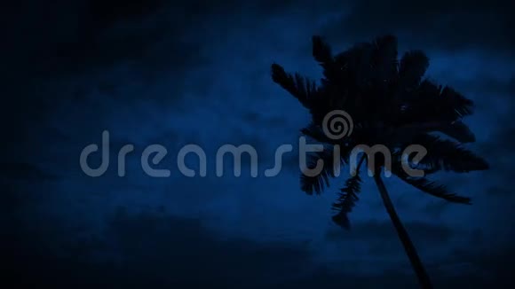 风之夜的棕榈树视频的预览图